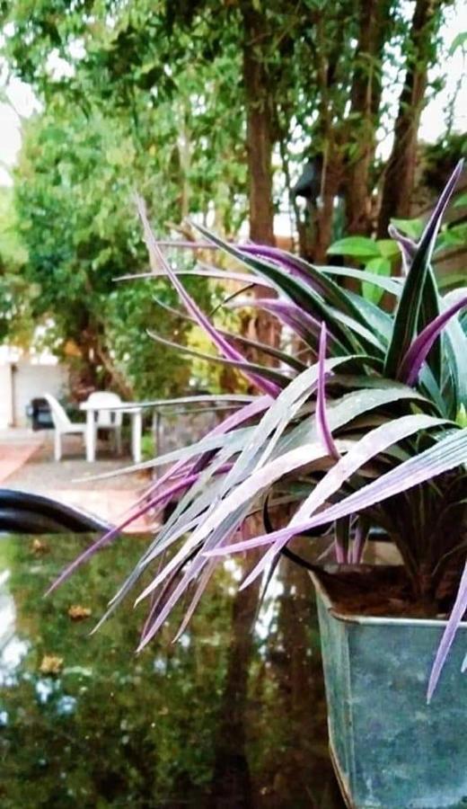 Aandrus Guesthouse Блумфонтейн Екстер'єр фото